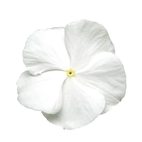 CGASPL Imported Flower Seeds Vinca Titan Pure White Flower Seeds 3 CGASPL Imported Flower Seeds Vinca Titan Pure White Flower Seeds