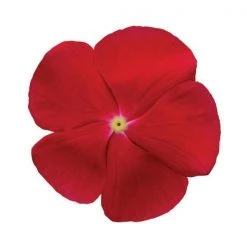 CGASPL Imported Flower Seeds Vinca Titan Really Red Flower Seeds
