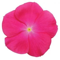 CGASPL Imported Flower Seeds Vinca Titan Rose Flower Seeds