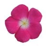 CGASPL Imported Flower Seeds Vinca Titan Rose Halo Flower Seeds