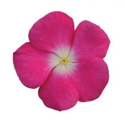 CGASPL Imported Flower Seeds Vinca Titan Rose Halo Flower Seeds