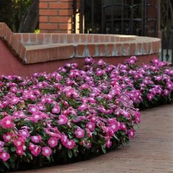 CGASPL Imported Flower Seeds Vinca Titan Rose Halo Flower Seeds