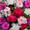 CGASPL Vinca Valiant Mix Flower Seeds Imported Flower Seeds