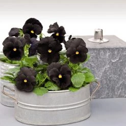 CGASPL Viola Atlas Black Flower Seeds