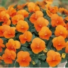 CGASPL Imported Flower Seeds Viola Perfetto Deep Orange Flower Seeds 1 CGASPL Imported Flower Seeds Viola Perfetto Deep Orange Flower Seeds
