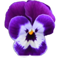 CGASPL Imported Flower Seeds Viola Perfetto Purple Face Flower Seeds