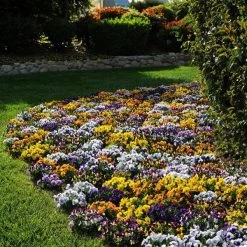 CGASPL Viola Sorbet Mix Flower Seeds