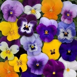 CGASPL Viola Sorbet Mix Flower Seeds