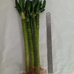 CGASPL Lucky Bamboos Lotus Bamboo Live Plants 30 Cm (12 Sticks)