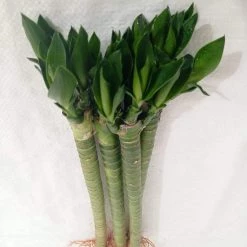 CGASPL Lucky Bamboos Lotus Bamboo Live Plants 30 Cm (12 Sticks)