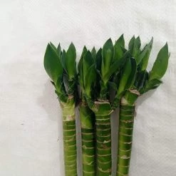 CGASPL Lotus Bamboo Live Plants 30 Cm (24 Sticks) Lucky Bamboos