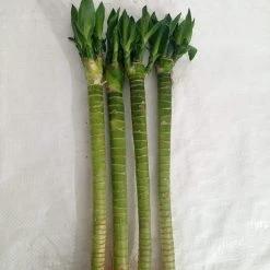 CGASPL Lucky Bamboos Lotus Bamboo Live Plants 30 Cm (12 Sticks)