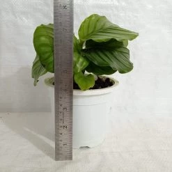 CGASPL Calathea Orbifolia Plant 9 CGASPL Calathea Orbifolia Plant