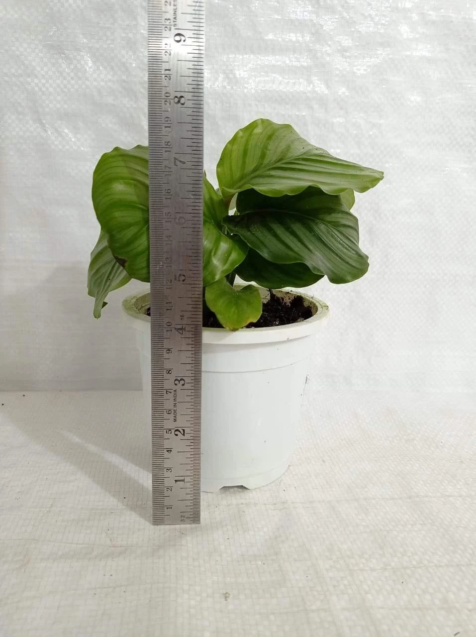 CGASPL Calathea Orbifolia Plant 6 CGASPL Calathea Orbifolia Plant