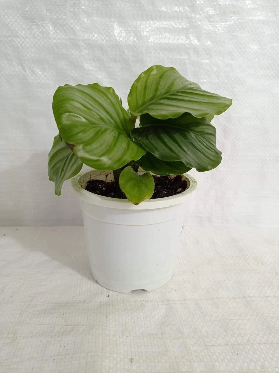 CGASPL Calathea Orbifolia Plant 5 CGASPL Calathea Orbifolia Plant