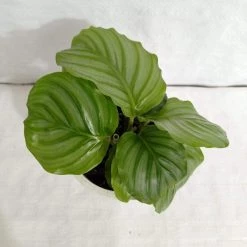 CGASPL Calathea Orbifolia Plant