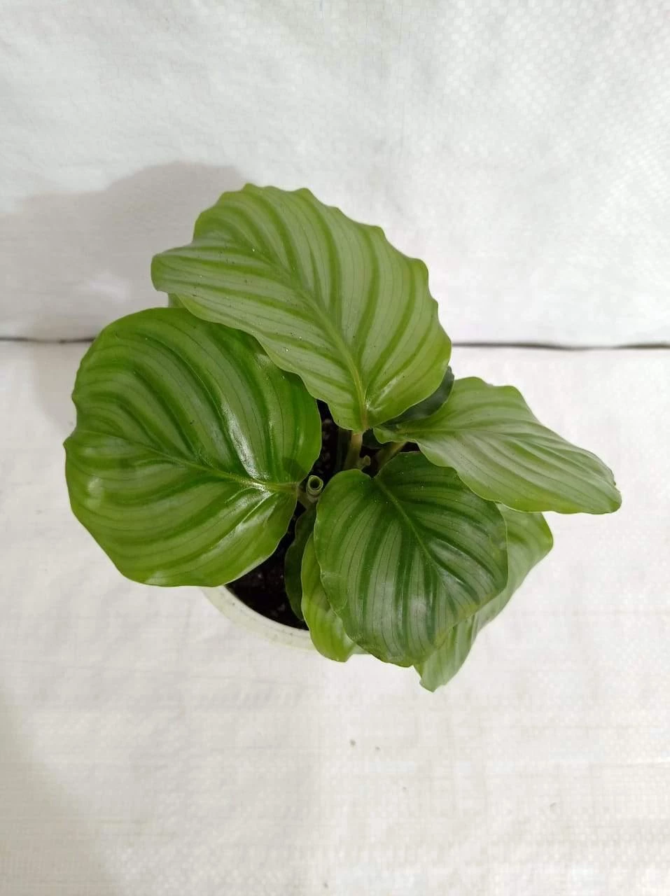 CGASPL Calathea Orbifolia Plant 3 CGASPL Calathea Orbifolia Plant