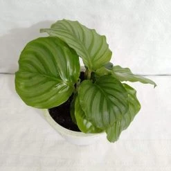 CGASPL Calathea Orbifolia Plant 7 CGASPL Calathea Orbifolia Plant