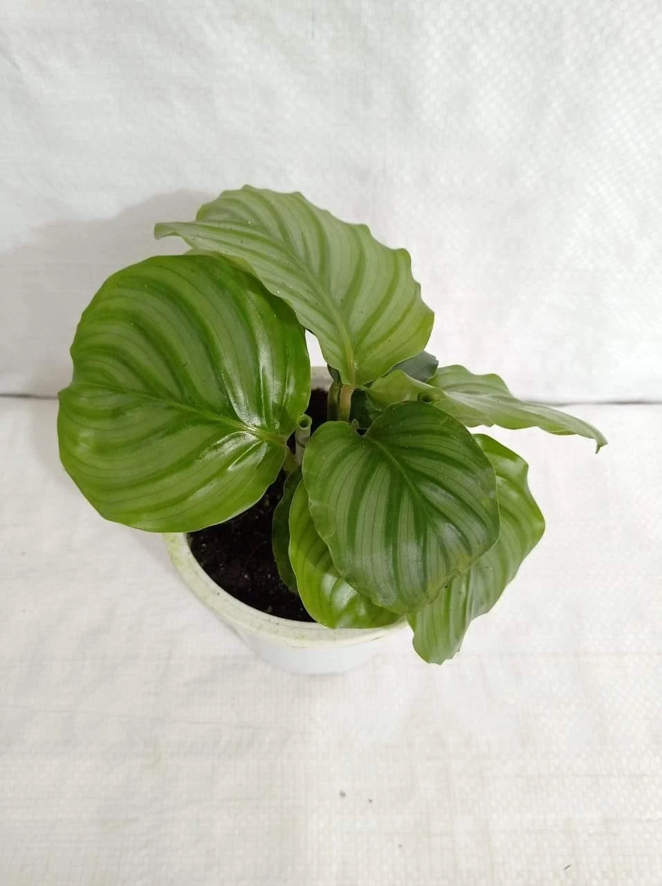 CGASPL Calathea Orbifolia Plant 4 CGASPL Calathea Orbifolia Plant