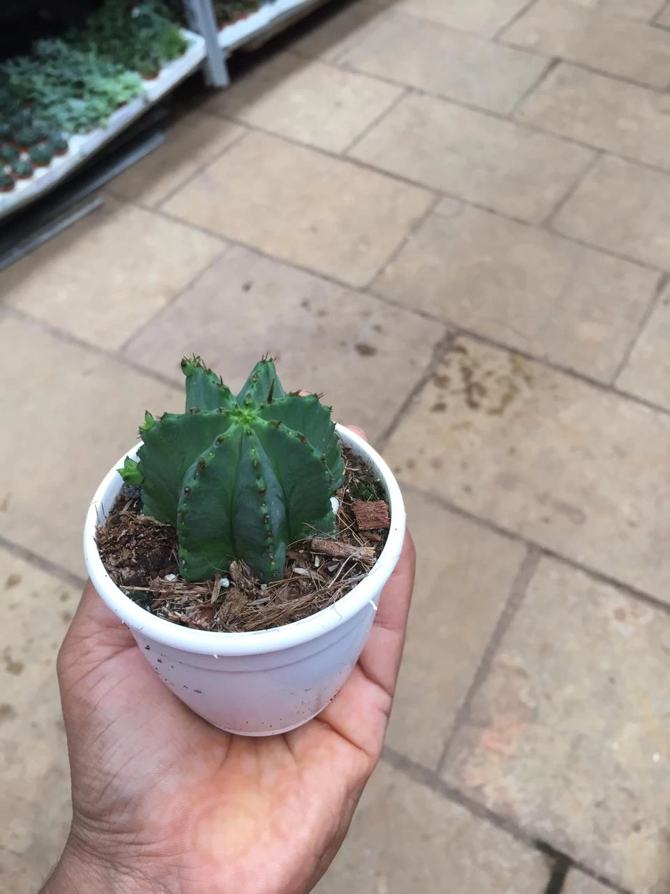 CGASPL Plants Trichocereus Pachanoi Cactus 5 CGASPL Plants Trichocereus Pachanoi Cactus