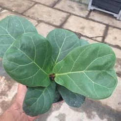 CGASPL Plants Ficus Lyrata (Fiddle-Leaf Fig) Green Plant