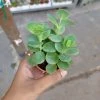 CGASPL Plants Kalanchoe Marnieriana Small Succulent Plant 1 CGASPL Plants Kalanchoe Marnieriana Small Succulent Plant