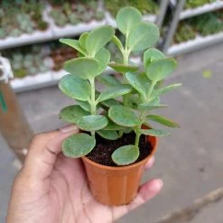 CGASPL Plants Kalanchoe Marnieriana Small Succulent Plant