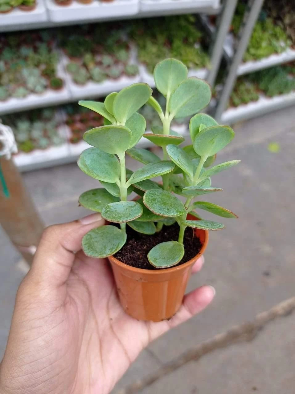 CGASPL Plants Kalanchoe Marnieriana Small Succulent Plant 4 CGASPL Plants Kalanchoe Marnieriana Small Succulent Plant