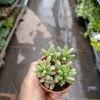 CGASPL Sedum Rubrotinctum Aurora Pink Jelly Bean Succulent Plant Plants