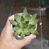 CGASPL Echeveria 'Benimusume' Succulent Plant Plants
