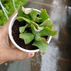 CGASPL Plants Crassula Arborescens - Ripple Jade Succulent Plant
