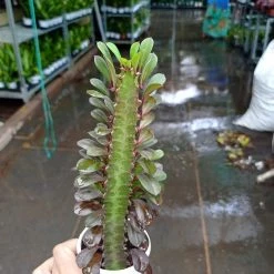 ChhajedGarden Shop 27 CGASPL Euphorbia Rubra Royal Red Small Succulent Plants