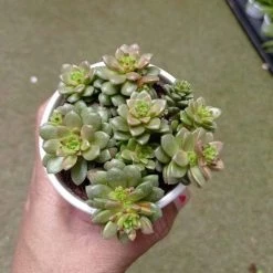 CGASPL Plants Sedum Cremnosedum 'Little Gem' Succulent Plant
