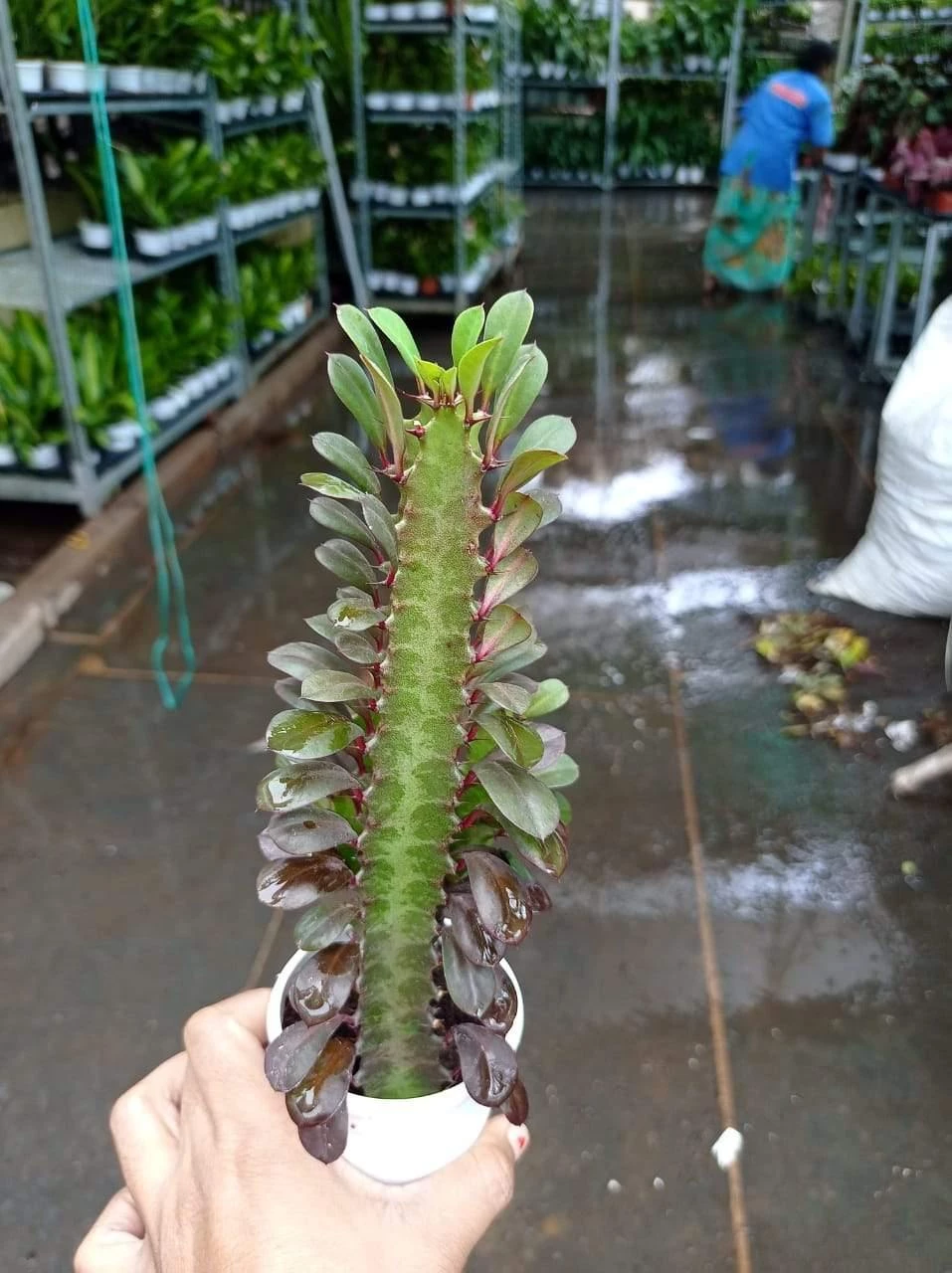 CGASPL Euphorbia Rubra Royal Red Small Succulent Plants 5 CGASPL Euphorbia Rubra Royal Red Small Succulent Plants