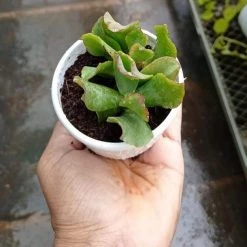 CGASPL Plants Crassula Arborescens - Ripple Jade Succulent Plant