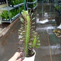 CGASPL Euphorbia Rubra Royal Red Small Succulent Plants