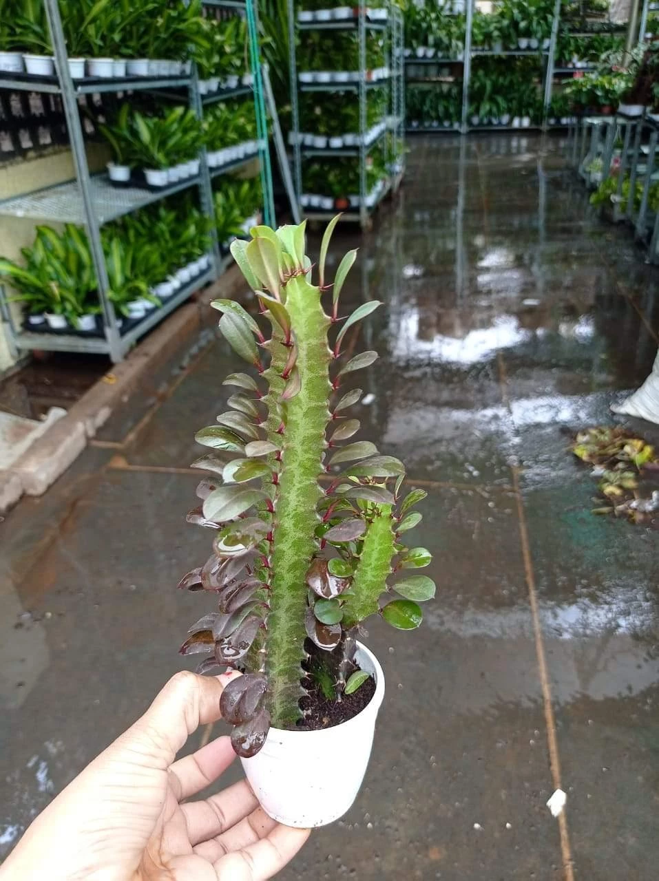 CGASPL Euphorbia Rubra Royal Red Small Succulent Plants 4 CGASPL Euphorbia Rubra Royal Red Small Succulent Plants