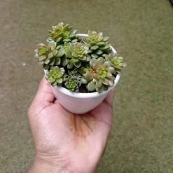 CGASPL Plants Sedum Cremnosedum 'Little Gem' Succulent Plant