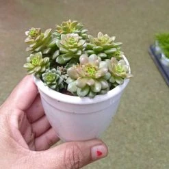 CGASPL Plants Sedum Cremnosedum 'Little Gem' Succulent Plant