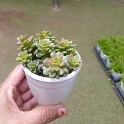 CGASPL Plants Sedum Cremnosedum 'Little Gem' Succulent Plant
