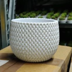 Cappl 18 Cm New York White Colour Decorative Plastic Pot