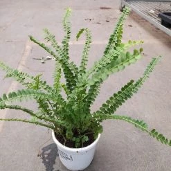 CGASPL Green Fern Plant