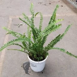 CGASPL Green Fern Plant