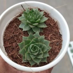 CGASPL Sempervivum Green Wheel (Lakshmi Kamal) Small Succulent Plant