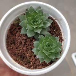 CGASPL Sempervivum Green Wheel (Lakshmi Kamal) Small Succulent Plant