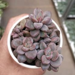 CGASPL Plants Sedum Commixtum Small Succulent Plant 13 CGASPL Plants Sedum Commixtum Small Succulent Plant