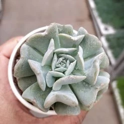 CGASPL Plants Echeveria Runyonii 'Topsy Turvy' Small Succulent Plant