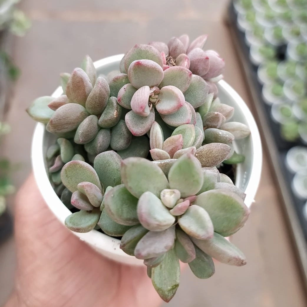 CGASPL Plants Sedum Commixtum Small Succulent Plant 7 CGASPL Plants Sedum Commixtum Small Succulent Plant