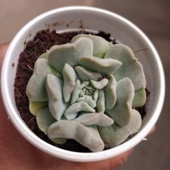 CGASPL Plants Echeveria Runyonii 'Topsy Turvy' Small Succulent Plant