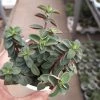 CGASPL Peperomia Rubella Succulent Plant Plants 2 CGASPL Peperomia Rubella Succulent Plant Plants